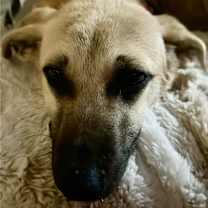 Thumbnail photo of Peanut #2