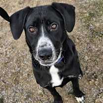 Thumbnail photo of Tobey #4