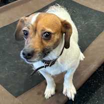 Thumbnail photo of Taco #3