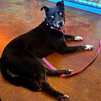 Thumbnail photo of Athena #1