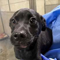 Thumbnail photo of Steve #2