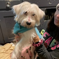 Thumbnail photo of Merlin #4