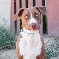 Thumbnail photo of Dawson #4