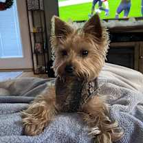 Thumbnail photo of Duke #3