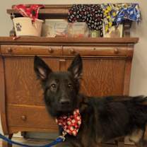 Thumbnail photo of Rocky #1