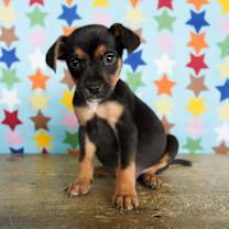 Thumbnail photo of Olive #3