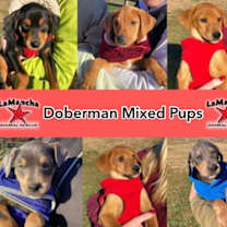 Doberman Mix Pups Girls