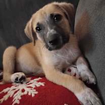 Thumbnail photo of Mistletoe #2