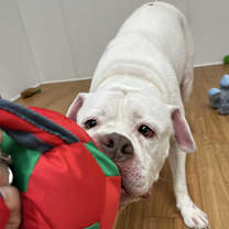 Thumbnail photo of Taco(Mall Of NH) #4