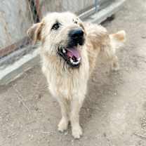 Thumbnail photo of Novo #1