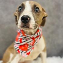 Thumbnail photo of Peter Pretzel #1