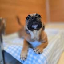 Thumbnail photo of Darcy #3