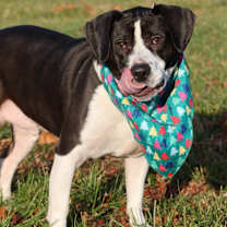 Thumbnail photo of Fischer #4