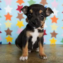 Thumbnail photo of Pea #1