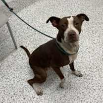 Thumbnail photo of Janis #2