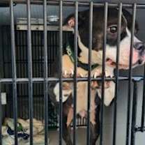 Thumbnail photo of Megaphone #1