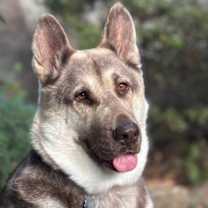 Thumbnail photo of Sage #2