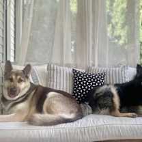 Thumbnail photo of Goldie #4