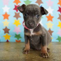 Thumbnail photo of Silver #2