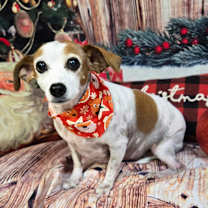 Thumbnail photo of Holli #3