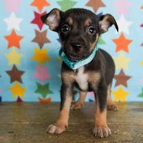 Thumbnail photo of Champagne #2