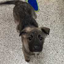 Thumbnail photo of Astoria #1