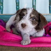 Thumbnail photo of Blossom #3