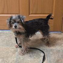 Thumbnail photo of Simba #3