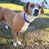 Thumbnail photo of Amber #2