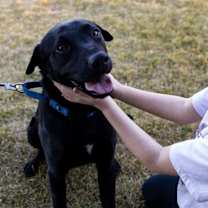 Thumbnail photo of Chief #3