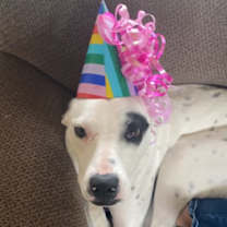 Thumbnail photo of Harley #2