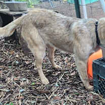 Thumbnail photo of Maggie #1