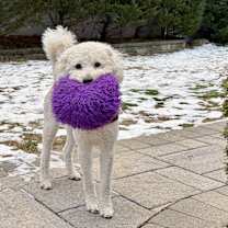 Thumbnail photo of CHARLIE (Long Island) #4