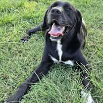 Thumbnail photo of Apollo #4