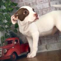 Thumbnail photo of Lilo - Ohana #2