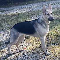 Thumbnail photo of Josie (CP) #3