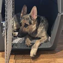 Thumbnail photo of Josie (CP) #4