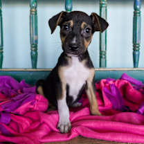 Thumbnail photo of Buttercup #1