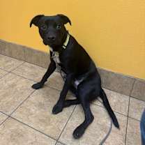 Thumbnail photo of Batman #1