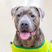 Thumbnail photo of Mike Yagoobian #1