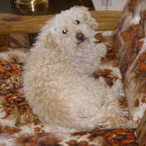 Thumbnail photo of Sammie #2