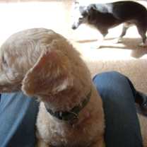 Thumbnail photo of Sammie #3