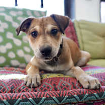 Thumbnail photo of Macadamia #2