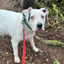 Thumbnail photo of Izzy #2