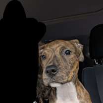 Thumbnail photo of Coco #3