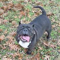 Thumbnail photo of Rex #1