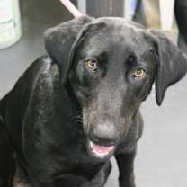 Thumbnail photo of Ripley #1