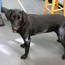 Thumbnail photo of Ripley #2