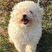 Thumbnail photo of Frankie #2