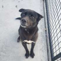 Thumbnail photo of Sumo #1